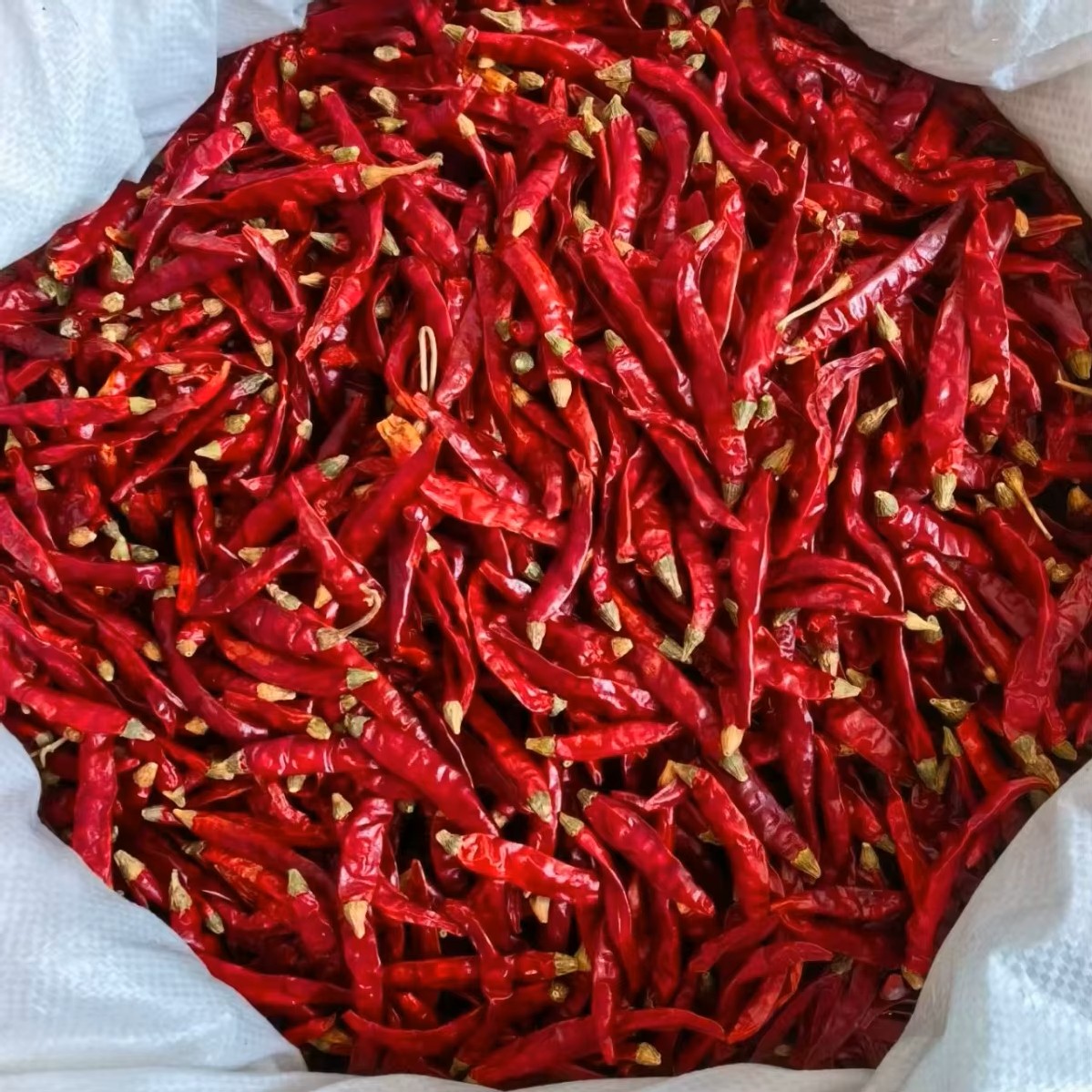 Dried Red Chilli